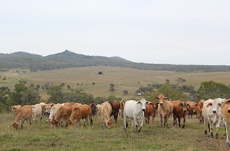 cattle-grazing-ti