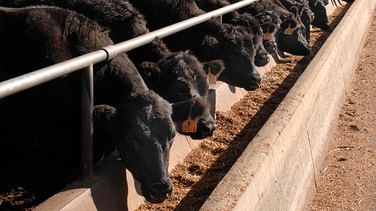 cattle_feedlot2