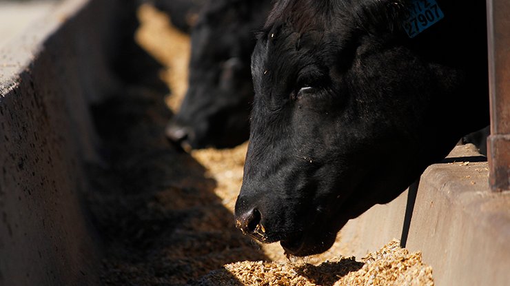 feedlot-generic-740x415