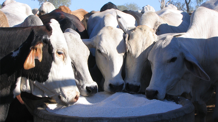 phosphorus_challenge-fi