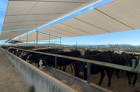 shade-and-covered-housing-feedlot-ti
